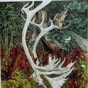 Bev Doolittle “CARIBOU COUNTRY” Bookplate Prints Wall Art BD53