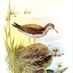 Colorful SPOTTED SANDPIPER Bird Bookplate Print Wall Art