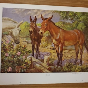May include: An illustration of three mules in a natural setting. The mules are various shades of brown and white, with one standing in the foreground. The background features foliage, a cloudy sky, and the word "MULE" at the bottom.