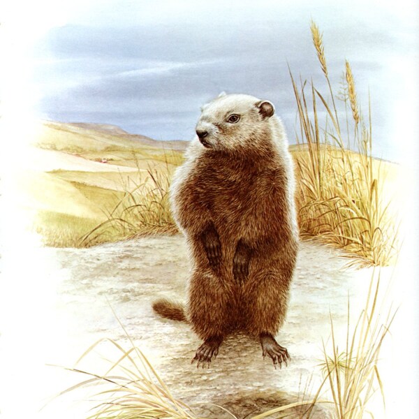 Friendly WOODCHUCK Nature Bookplate Print Wall Art