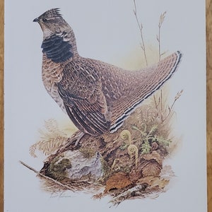 Anziehendes KRUG-GROUSE Vogel-Druck-Wand-Kunst