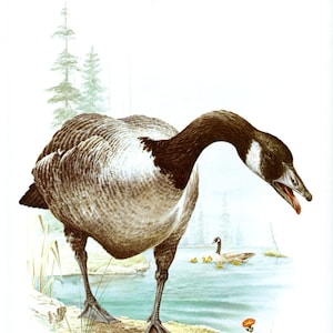 Dazzling CANADA GOOSE Bird Bookplate Print Wall Art