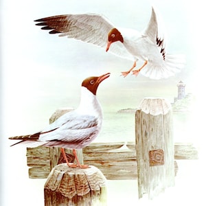 Stunning BLACK HEADED GULL Bird Bookplate Print Wall Art