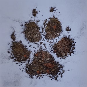 May include: A close-up of a dog paw print in the snow. The print is filled with dirt, pine needles, and small brown cones.