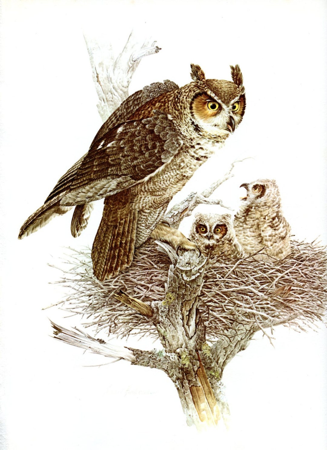 Grand GREAT HORNED OWL Nature Bookplate Print Wall Art - Etsy