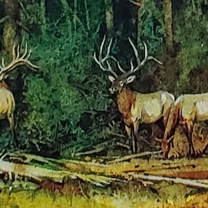 Bev Doolittle "A SPOT of SUNSHINE" Buchdruck Bd59