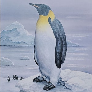 Bellissimo pinguino imperatore con stampa animale ex libris da parete