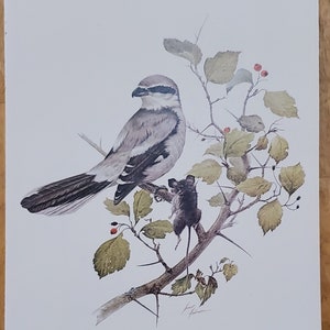 Appealing SHRIKE Bird Bookplate Print Wall Art