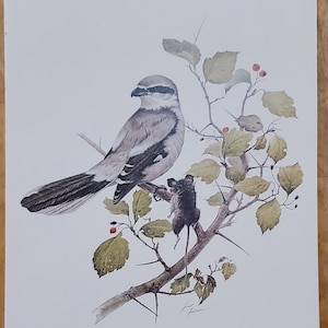 Appealing SHRIKE Bird Bookplate Print Wall Art