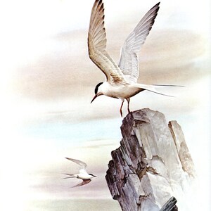 Beautiful ARCTIC TURN Bird Bookplate Print Wall Art