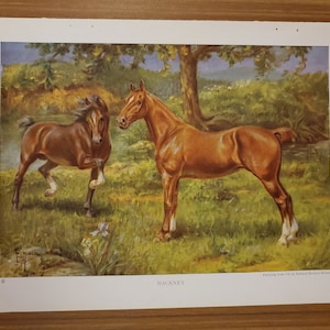 May include: A vintage print of two horses in a field. One is a chestnut-colored horse standing, and the other is a brown foal running. The background features a tree, grass, and a blue sky. The word "HACKNEY" is printed at the bottom.