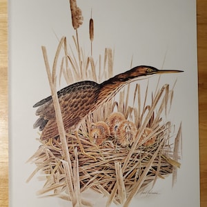 Charming BITTERN BIRD Bookplate Nature Print