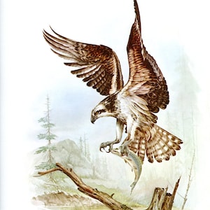 Wonderful OSPREY Bird Bookplate Print Wall Art