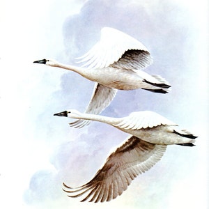 Graceful WHISTLING SWAN Bird Bookplate Print Wall Art