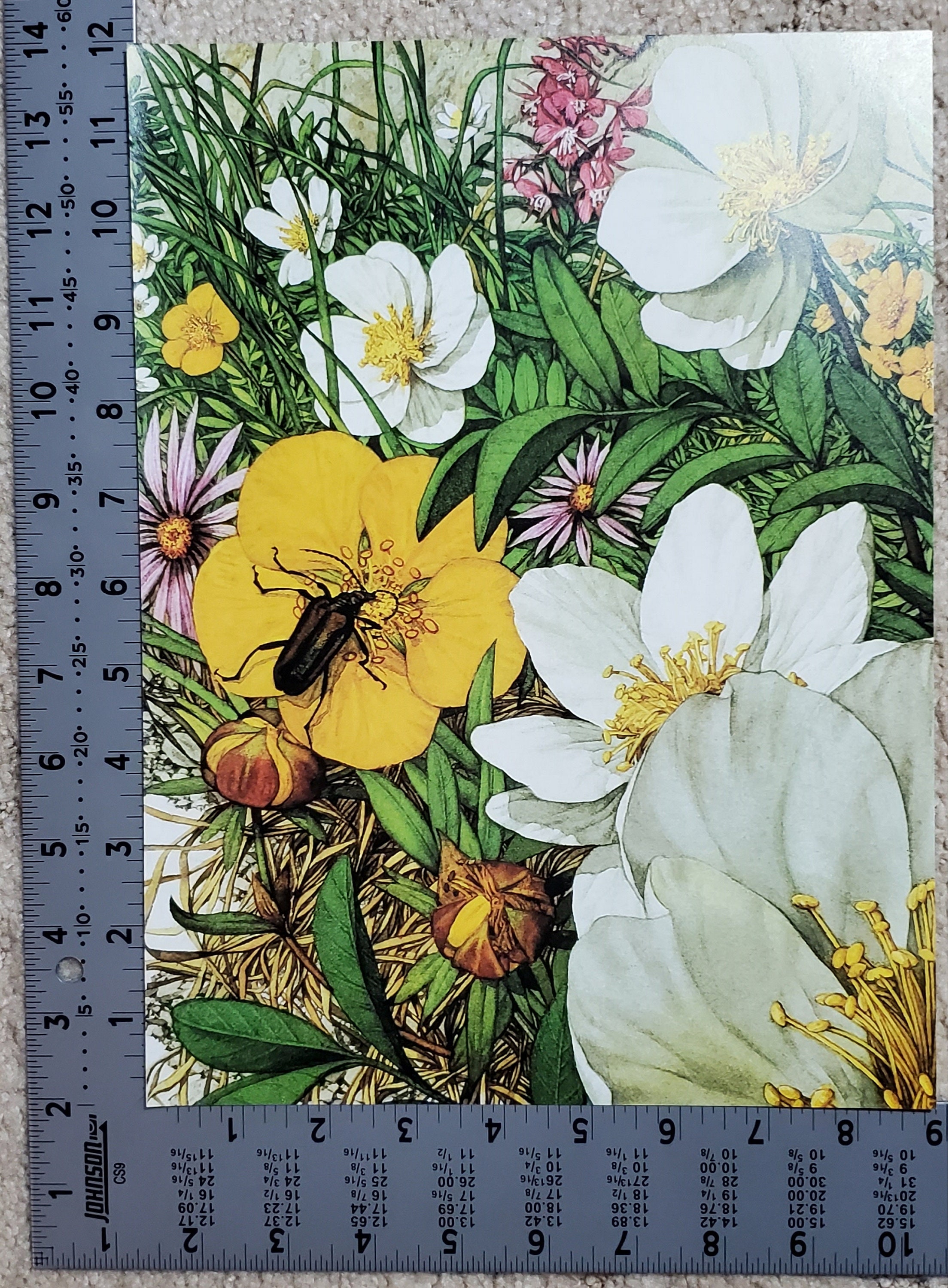 Bev Doolittle “BUGGED BEAR INSECTS” Bookplate Print Wall Art BD20 - Etsy