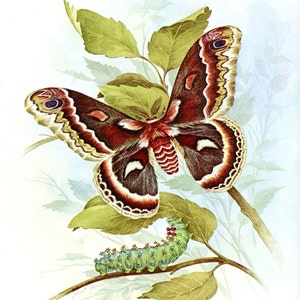 Georgeous CECROPIA MOTH Insect Bookplate Print Wall Art