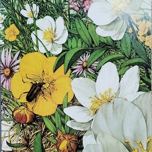 Bev Doolittle “BUGGED BEAR INSECTS” Bookplate Print Wall Art BD20
