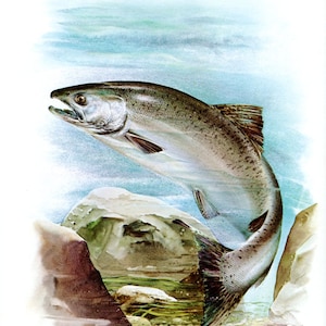 Great KING SALMON Fish Bookplate Print Wall Art