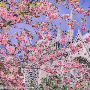 Notre Dame Cathedral, Notre Dame Paris, Paris Bedroom Decor, Paris Home Decor, Notre Dame Rose Windows, Cherry Blossom Art, Paris Wall Art
