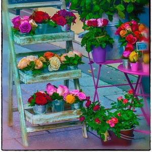 Paris Roses Photography: Winter Floral Botanical Print
