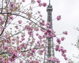 Eiffel Tower Cherry Blossom Print: Romantic Paris Photography
