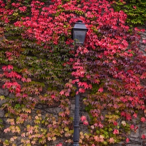Paris in Autumn Photography Print: French Travel Wall Art