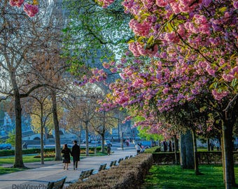 Fotoafdruk Parijs: Eiffeltoren, kersenbloesems