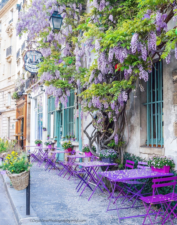 wisteria blue rain Blue Moon Wisteria