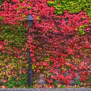 Paris in Autumn Photography: Lamppost & Red Leaves Wall Art