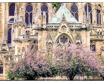 Notre Dame Cathedral Print: Paris Cherry Blossom Photography