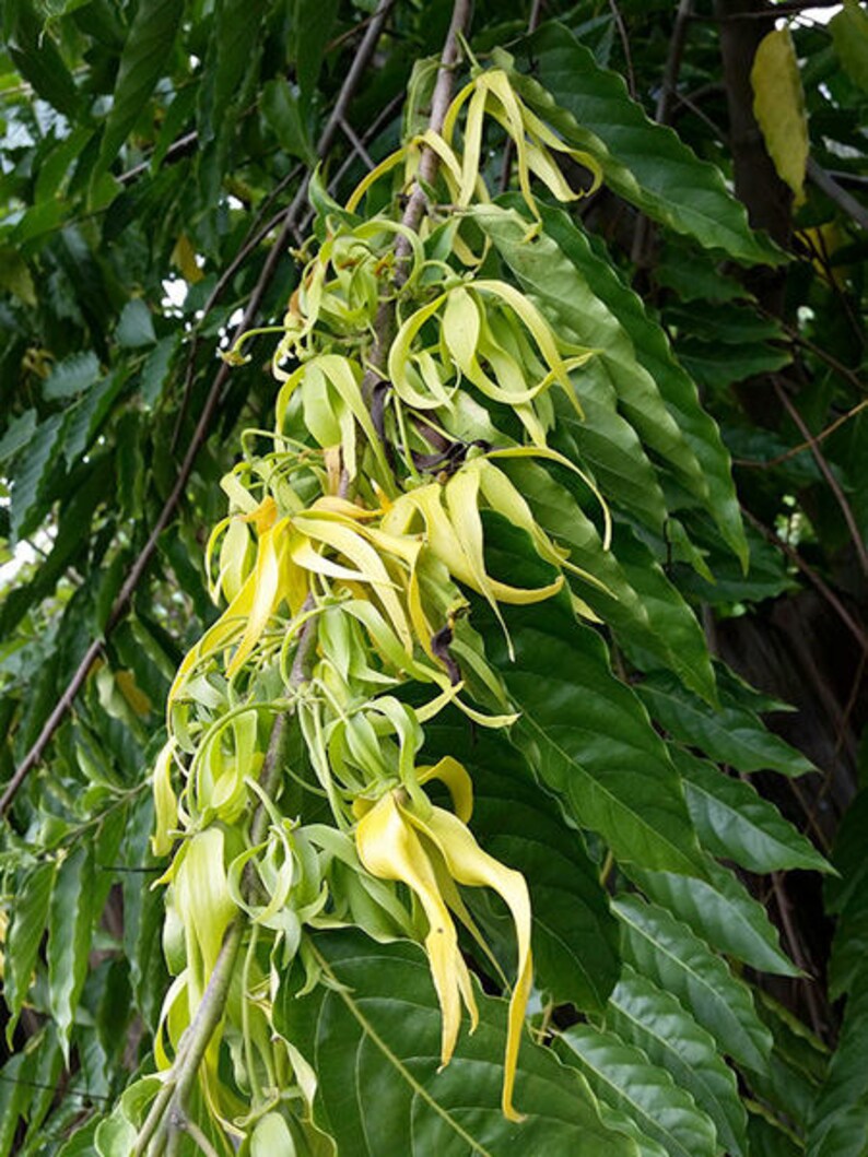 Ylang Ylang Flower Tea Cananga odorata 20 Servings Etsy