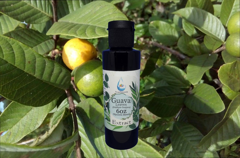 Guava Leaf Psidium Guajava Glycerin Extract 6oz Glycerin Extract