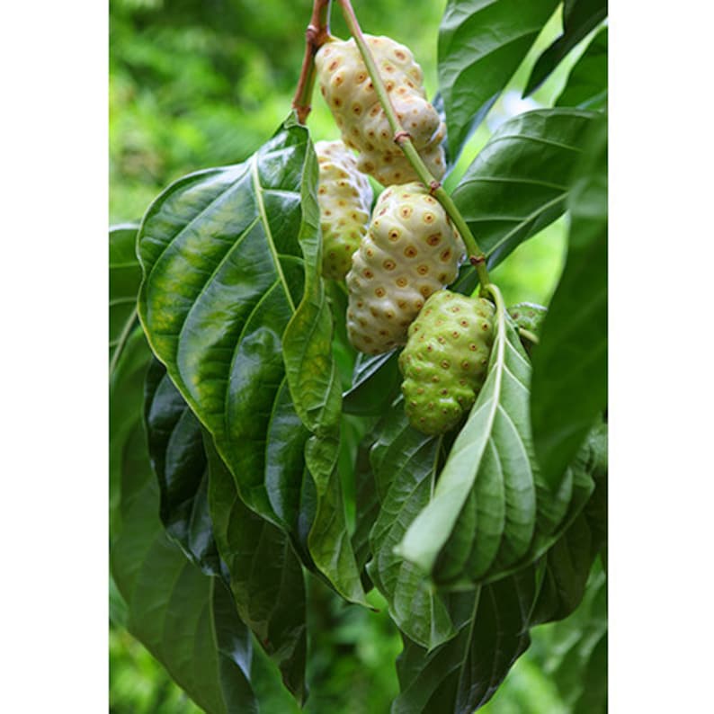 Noni Leaf Tea Morinda citrifolia 20 Servings Etsy