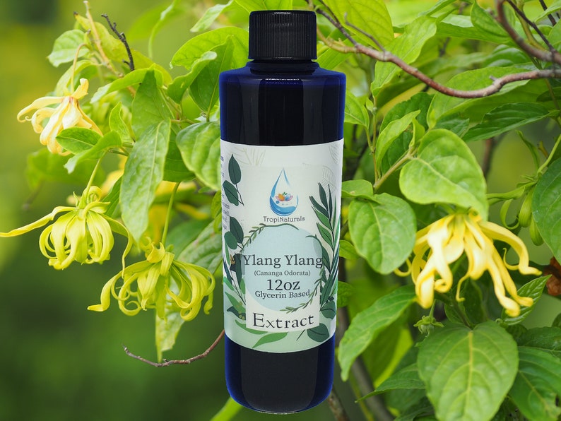 Ylang Ylang Flower Cananga Odorata Tea Servings, Fine Grit Flowers & Extract 12oz Gly Extract