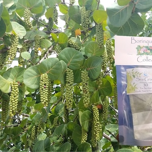 Sea Grape Leaves (Coccoloba Uvifera) Tea Servings & Fine Grit Herb Sale