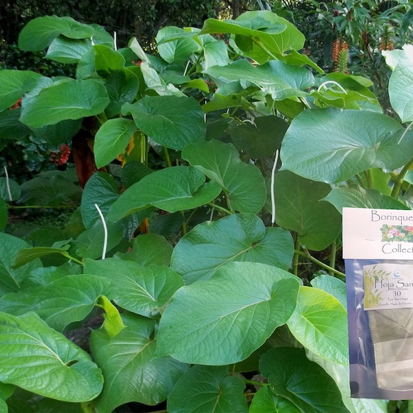 Vente de portions de thé Hoja Santa ( Piper auritum ) et d'herbes en vrac