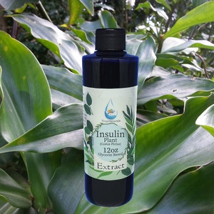 Insulin Plant Extract (Costus Pictus, Costus Igneus, Cheilocostus Cuspidatus)