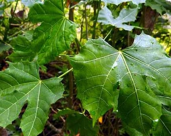 Chaya (Cnidoscolus chayamansa) Tea Servings & Loose Herb Sale