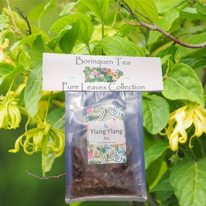 Ylang Ylang Flower Cananga Odorata Tea Servings, Fine Grit Flowers & Extract 3oz Fine Grit Flower