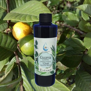 Guava Leaf (Psidium Guajava) 6oz, 12oz, 24oz Extract Sale