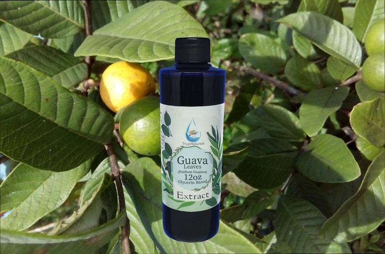 Guava Leaf Psidium Guajava Glycerin Extract 12oz Gly Extract