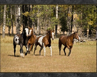 Puede incluir: Imagen enmarcada de cuatro caballos corriendo por un campo de hierba con un fondo de árboles. Los caballos son de varios colores, incluyendo marrón, negro y blanco. La imagen tiene un tema natural.