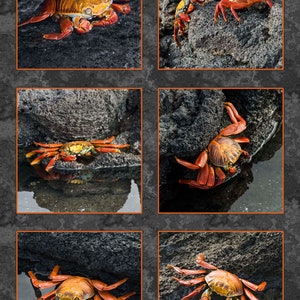 May include: A collage of six images featuring vibrant orange and red crabs on dark, textured volcanic rock. The crabs, with their distinctive claws and shells, are captured in various poses, some near water. The overall theme is marine life and nature.