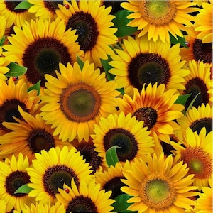 May include: A vibrant image showcasing a dense arrangement of sunflowers. The flowers display bright yellow petals surrounding dark brown centers. Green leaves and a few ladybugs are interspersed among the blooms, creating a lively and natural composition.