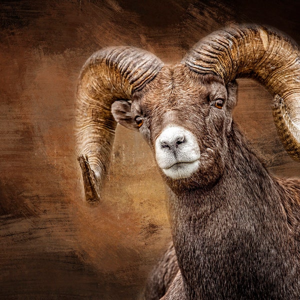 Digital Print Photography BIGHORN SHEEP FRONT View Quilt Panel