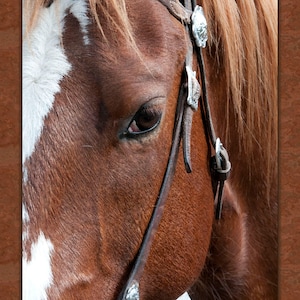BAY HORSE EYE Quilt Panel of Actual Photography taken and Digitally Printed