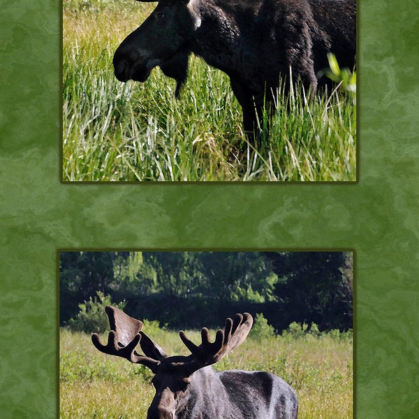 FOUR MOOSE QUILT Panel of actual photography taken and digitally printed