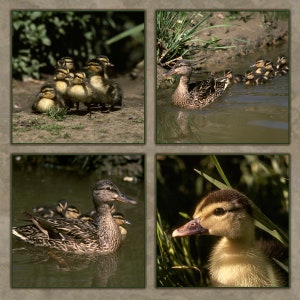 MALLARD DUCK FAMILY Quilt Panel of actual photography taken and digitally printed