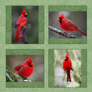 Digital Print Photography FOUR RED CARDINALS Quilt Panel