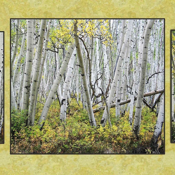 THREE Panel Leaning ASPEN/BIRCH Quilt Panel of Actual Photography taken and Digitally Printed